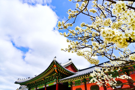 View of the beautiful cherry blossoms at the Gyeongbok Palace in spring in Seoulのeditorial素材