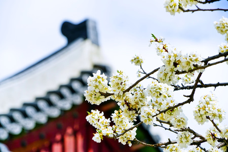 View of the beautiful cherry blossoms at the Gyeongbok Palace in spring in Seoulのeditorial素材