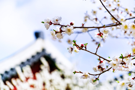 View of the beautiful cherry blossoms at the Gyeongbok Palace in spring in Seoulのeditorial素材