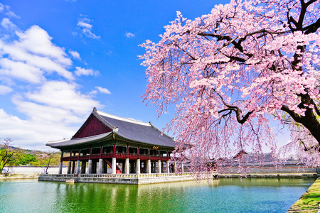 View of the beautiful cherry blossoms next to a lake at the Gyeongbok Palace in spring in Seoul, South Korea.のeditorial素材