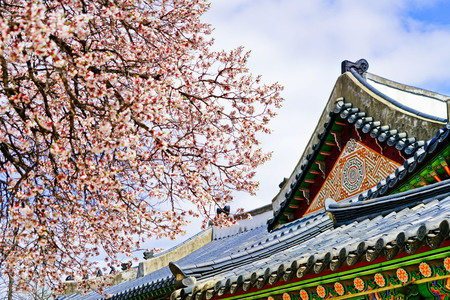 View of the beautiful cherry blossoms at the Gyeongbok Palace in spring in Seoulのeditorial素材