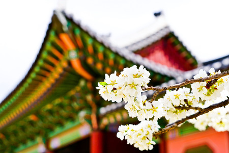 View of the beautiful cherry blossoms at the Gyeongbok Palace in spring in Seoulのeditorial素材