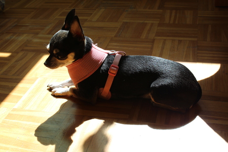 chihuahuaの写真素材