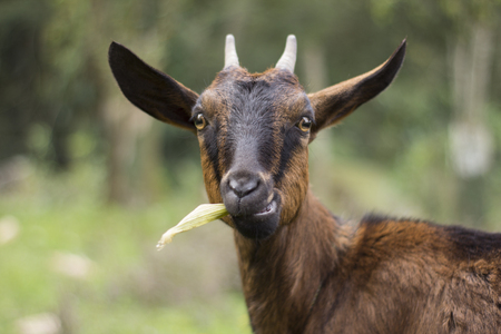 Goat on the farm close up shotの写真素材