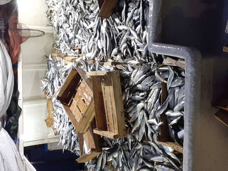 Sardines in a wooden box on a shelf in a fish marketの写真素材