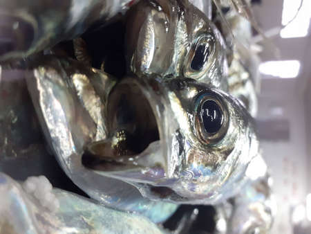 Fish in the market, close-up. Fish in the store.の写真素材