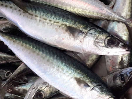 Fresh mackerel fish on the market stall. Close up.の写真素材