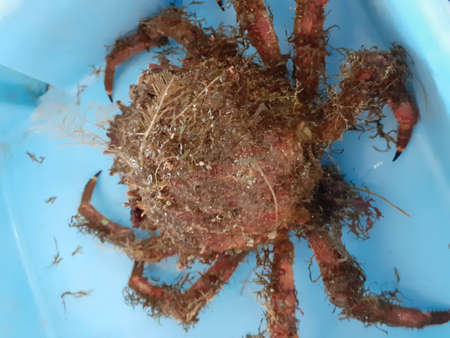 crab in a blue bucket on a market. close-upの写真素材