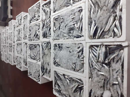 Sardines in ice. Frozen fish. Frozen fish in ice.の写真素材