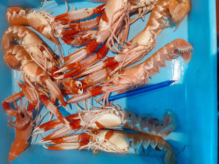 Fresh raw shrimps in blue plastic box for sale at seafood marketの写真素材