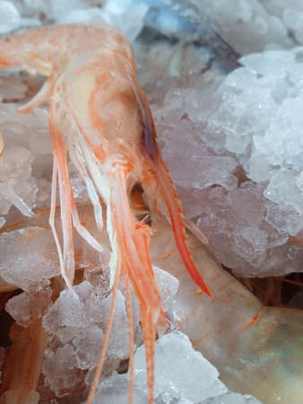 Fresh shrimp on ice in the market. Shallow depth of field.の写真素材