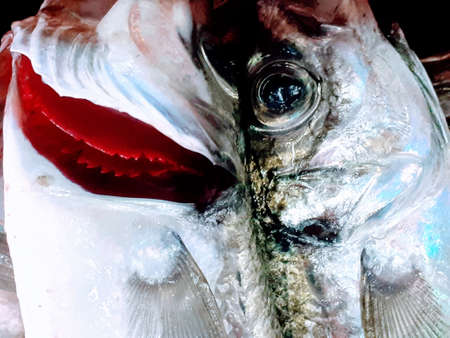Close-up of the head of a fish with a large mouthの写真素材