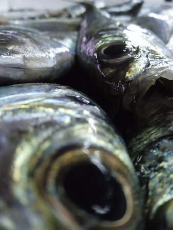 Fresh mackerel fish on the market. close-up.の写真素材