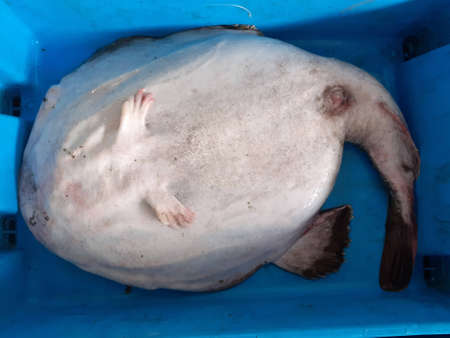 A freshly caught stingray on ice in a blue plastic box.の写真素材