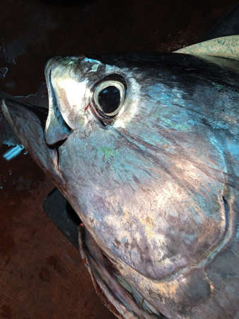 Close-up of the head of a tuna fish on a black backgroundの写真素材