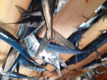 Close-up of blue fish in a fishing villageの写真素材