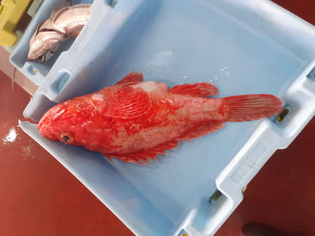 Red grouper fish in a plastic box on a market stall.の写真素材