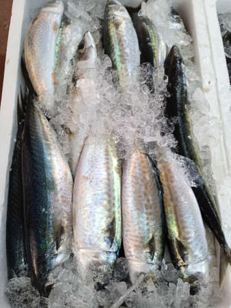 Fresh mackerel fish on ice for sale at the fish marketの写真素材