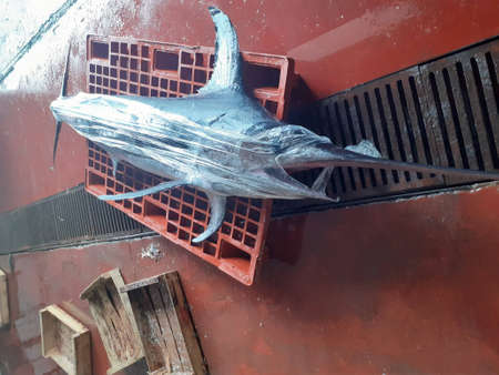 A closeup shot of a blue marlin fishの写真素材