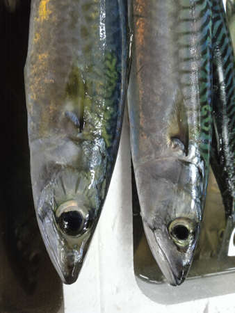 Fresh mackerel fish on display in a fish market, close upの写真素材
