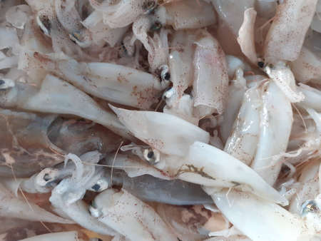 Fresh squid for sale at local market in Thailand. Close up.の写真素材