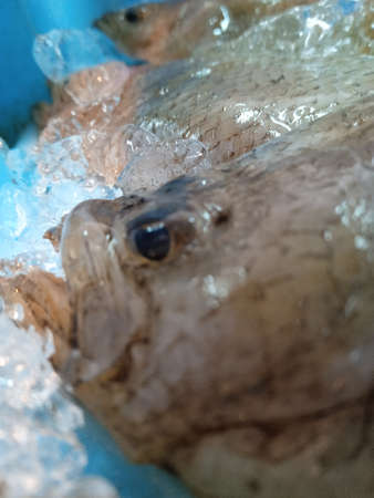 Fresh fish frozen in ice for sale in a supermarket. Close-upの写真素材