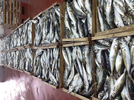salted fish on the shelf in the fish market in the cityの写真素材