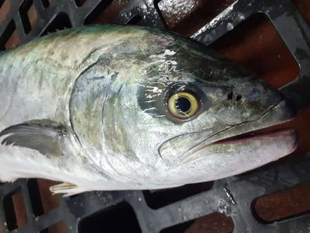 Close up of fresh tuna fish in a basket on the market.の写真素材