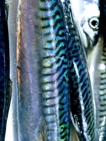 Mackerels on display in a fish market in Istanbul, Turkeyの写真素材