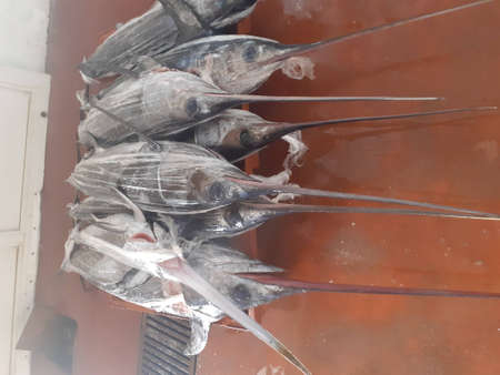 Frozen swordfish for sale at a fish market in the cityの写真素材