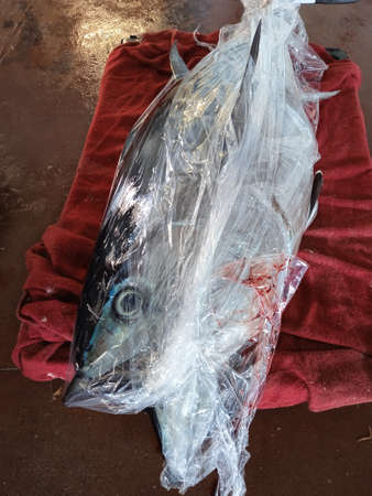Fresh fish in plastic bag on red towel on dark backgroundの写真素材