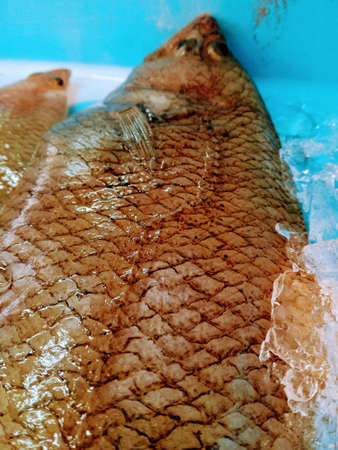 Close-up of fresh fish in the market. Fish farming.の写真素材