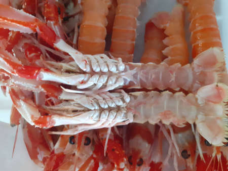 Close up of fresh prawns on a plate. Shrimp background.の写真素材