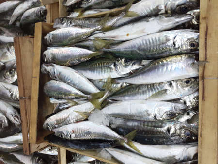 Fresh mackerel fish for sale in the market, Thailand.の写真素材