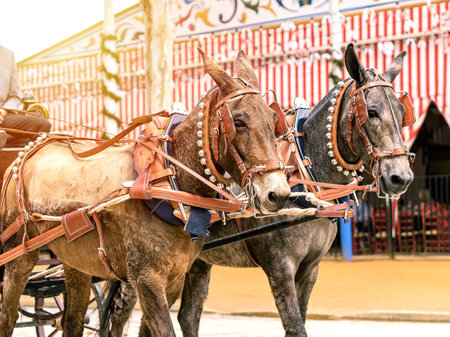 Carriage horses at the fair in Sevilleの写真素材