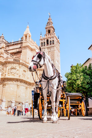 Seville, Spain - May 04, 2022 : white horse and carriage in front of the cathedral and the Giralda of Sevilleのeditorial素材
