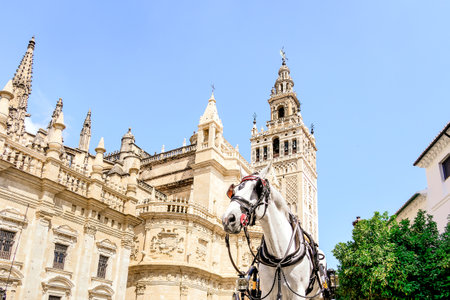 White horse in front of the cathedral and the Giralda of Sevilleの写真素材