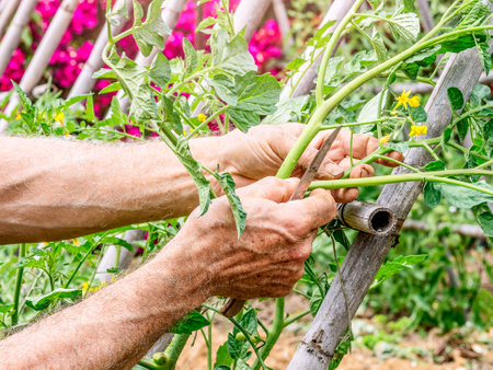 A farmer's hands pruning branches from a tomato plant and tying it up to make it grow at sunsetの写真素材