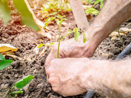 Farmer's hands planting a tomato seedling in the vegetable garden. Selective focus.の写真素材