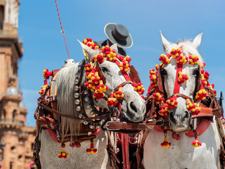 Two white horses adorned with vibrant red and yellow decorations, participating in a traditional festival.の写真素材