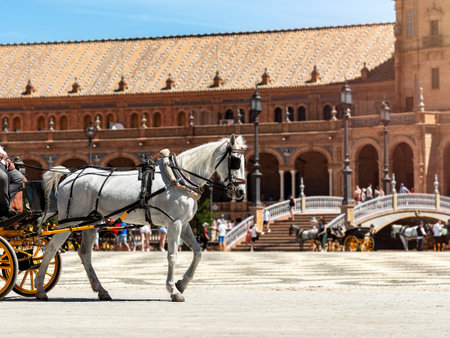 A white horse with black harnesses stand in front of an ornate building at Plaza de Espana in Seville.の写真素材