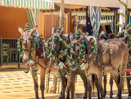 Adorned horses at Seville's April Fair, showcasing vibrant decorations, embodying the event's lively and colorful atmosphere.の写真素材
