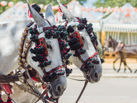 Adorned horses at Seville's April Fair, showcasing vibrant decorations, embodying the event's lively and colorful atmosphere.の写真素材