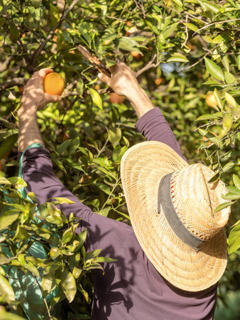 A farmer picks ripe oranges from a tree in a sunlit orchard.