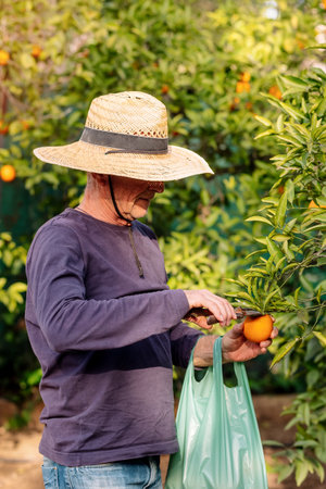 A farmer picks ripe oranges from a tree in a sunlit orchard.