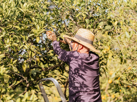 A farmer picks ripe oranges from a tree in a sunlit orchard.の写真素材