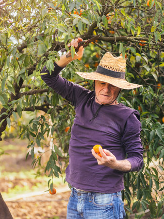 A person in a straw hat picks ripe oranges from a tree.