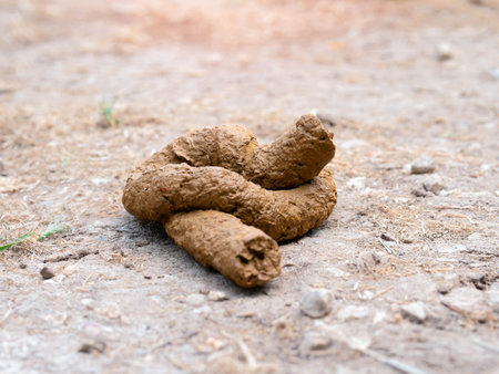 Detailed View of Animal Droppings on Rocky Ground
