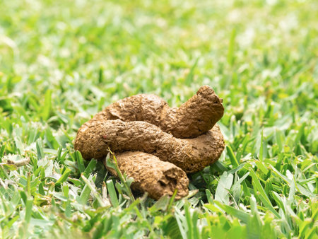 Dog Waste on Vibrant Green Grass Under Sunlight
