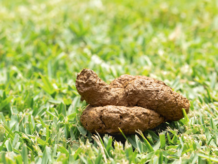 Dog Waste on Vibrant Green Grass Under Sunlight